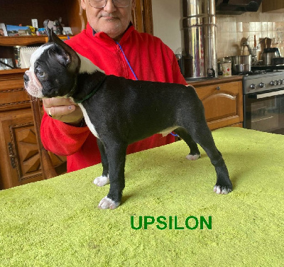 UPSILON