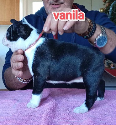 VANILA