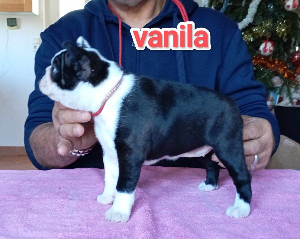 vom norden haus - Chiot disponible  - Boston Terrier