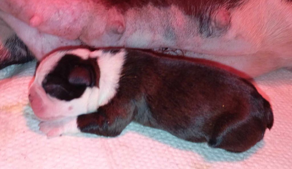 chiot Boston Terrier vom norden haus