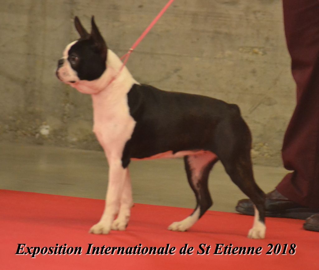 vom norden haus - EXPOSITION INTERNATIONALE DE SAINT ETIENNE 2018
