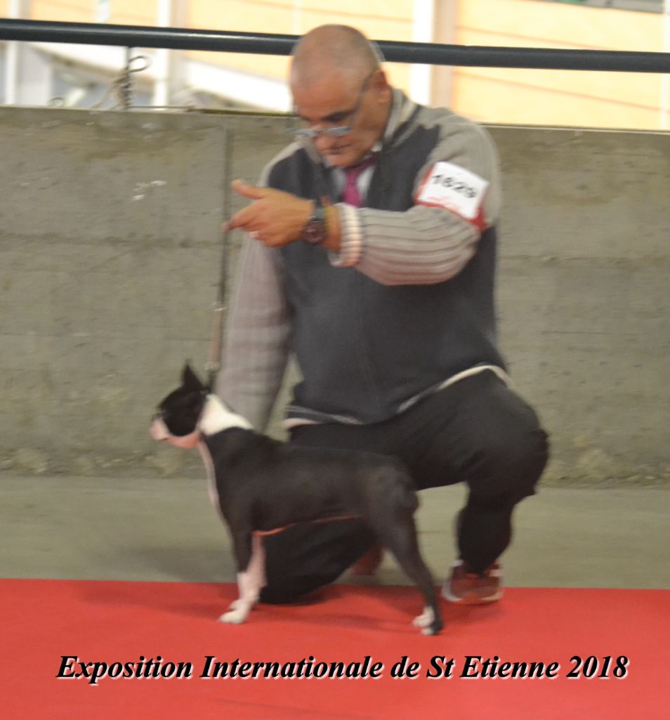 vom norden haus - EXPOSITION INTERNATIONALE DE SAINT ETIENNE 2018