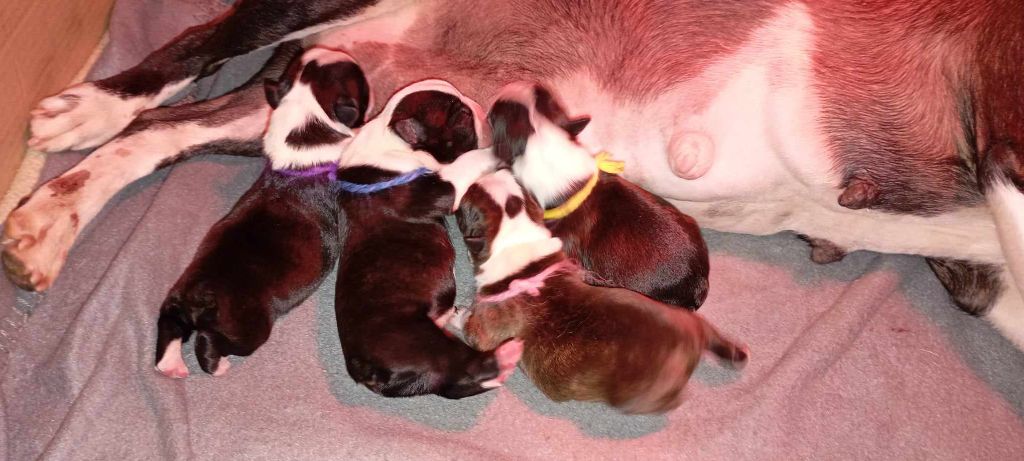 Chiot Boston Terrier vom norden haus