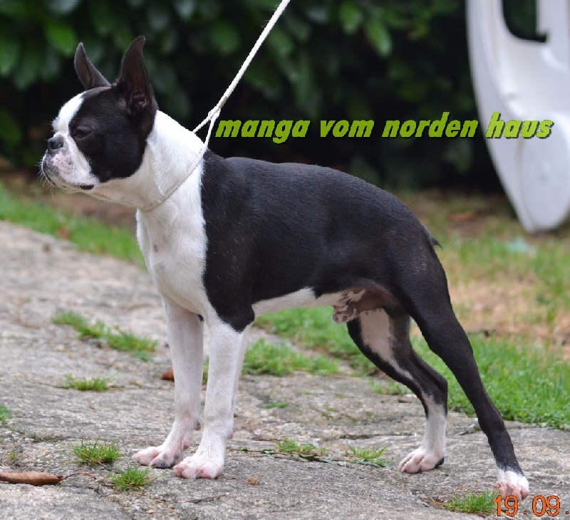 Chiot Boston Terrier vom norden haus