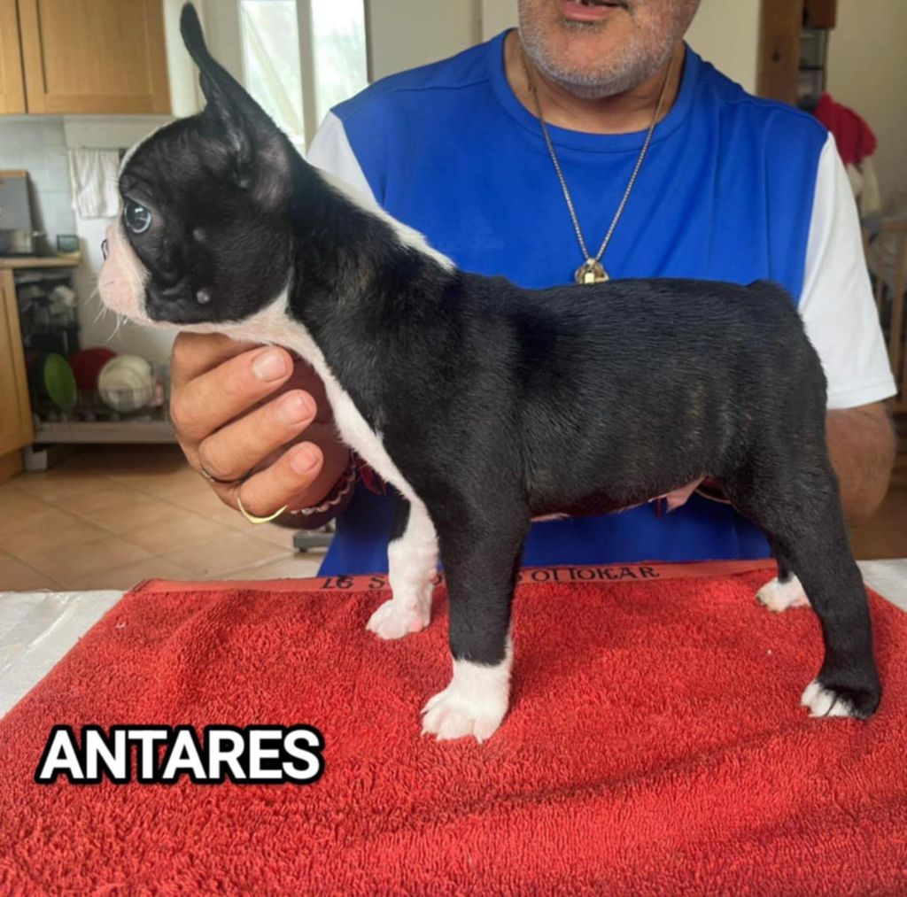vom norden haus - Chiots disponibles - Boston Terrier