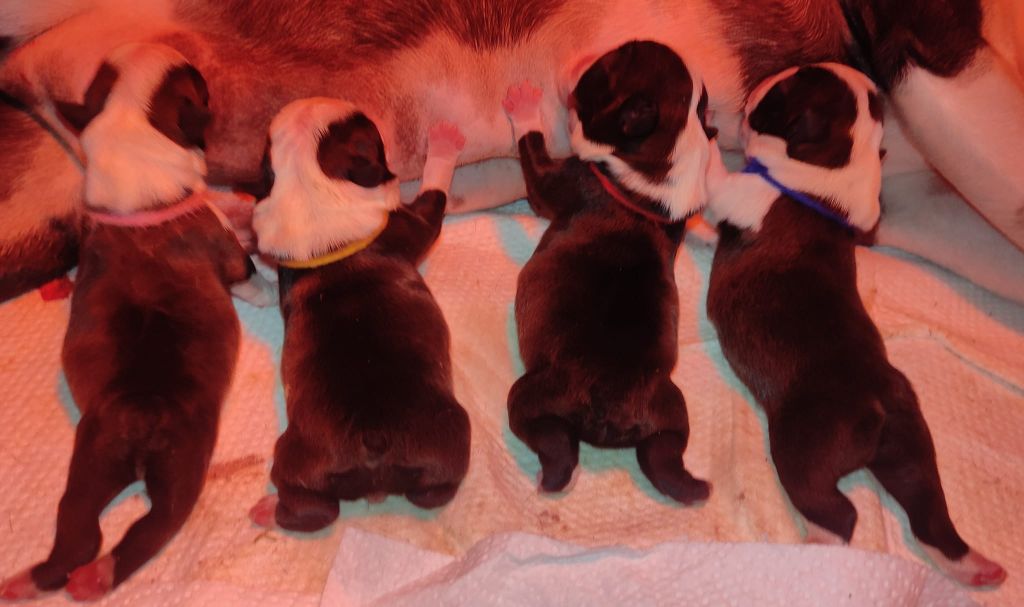 Chiot Boston Terrier vom norden haus