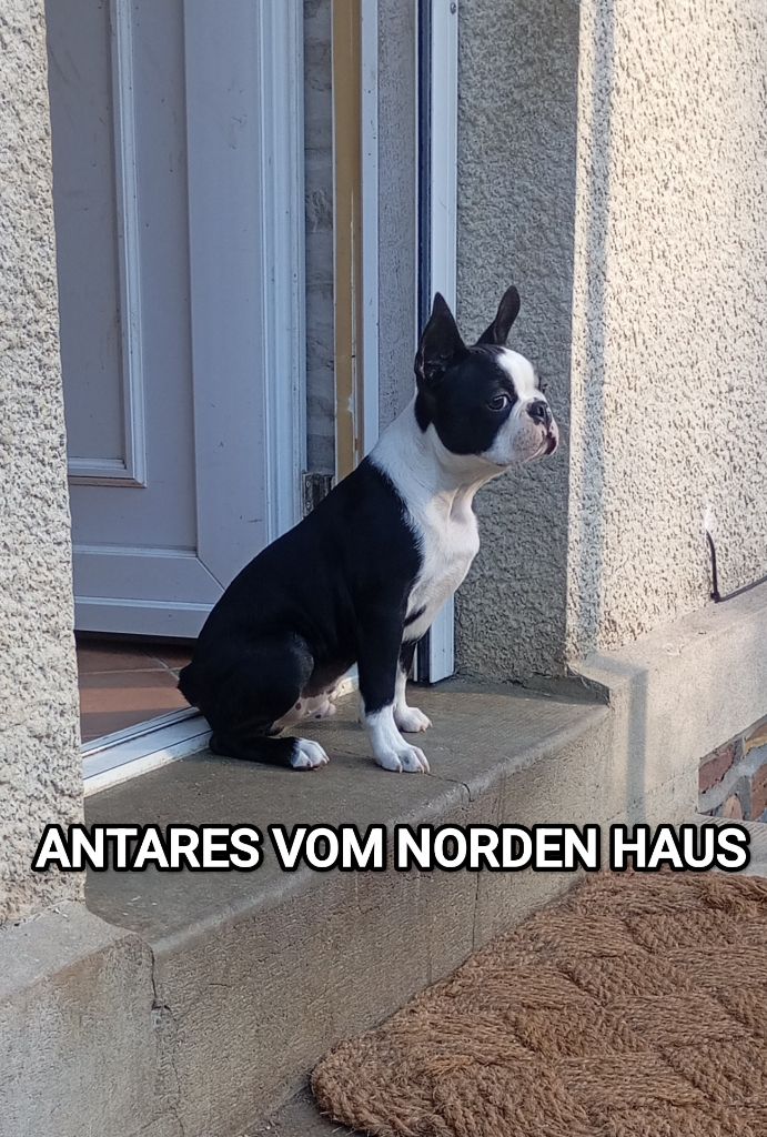 vom norden haus - Chiots disponibles - Boston Terrier