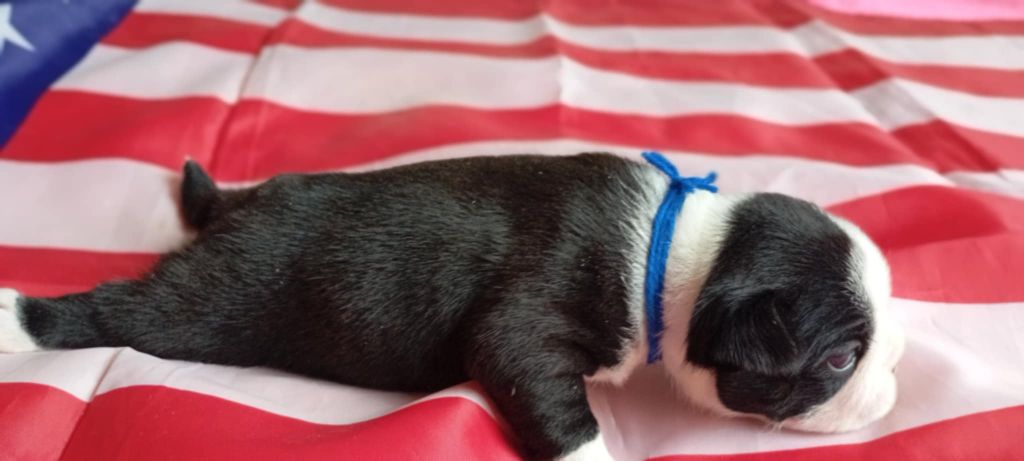 vom norden haus - Chiots disponibles - Boston Terrier