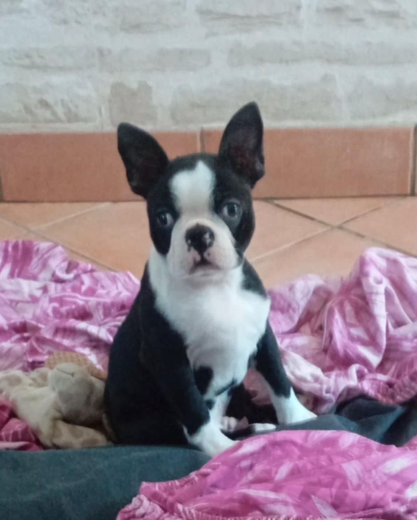vom norden haus - Chiots disponibles - Boston Terrier