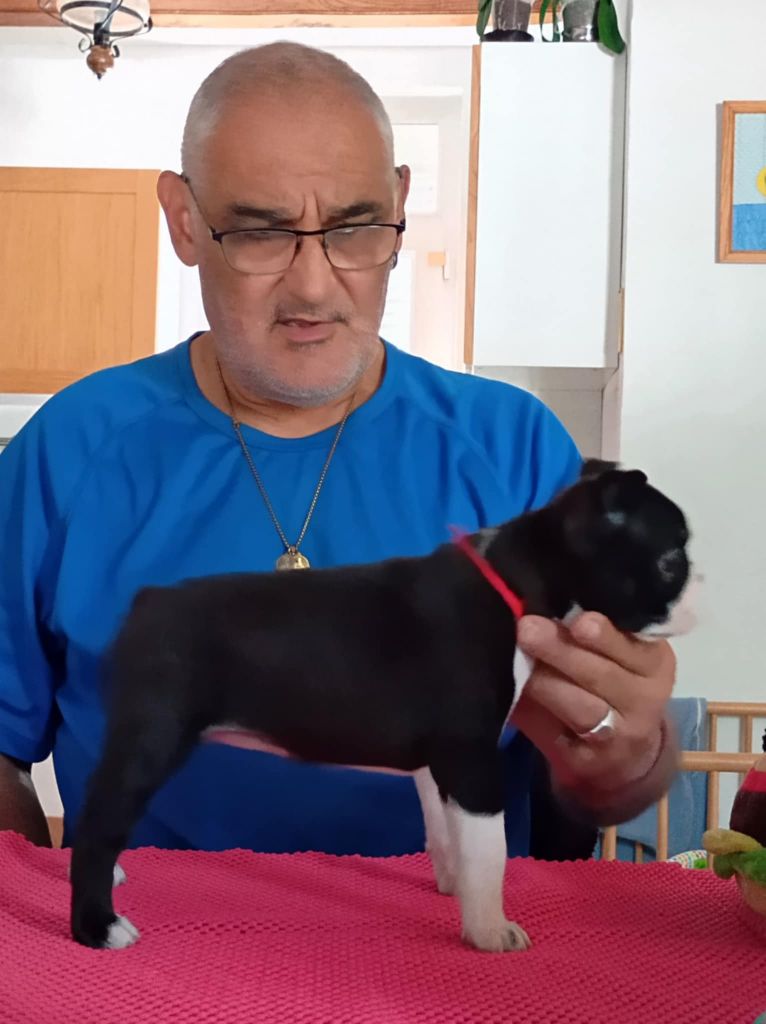 vom norden haus - Chiots disponibles - Boston Terrier