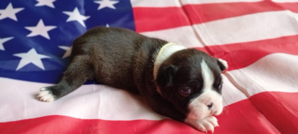 vom norden haus - Chiots disponibles - Boston Terrier
